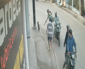 Camera an ninh: Trộm chó tấn công chủ nhà