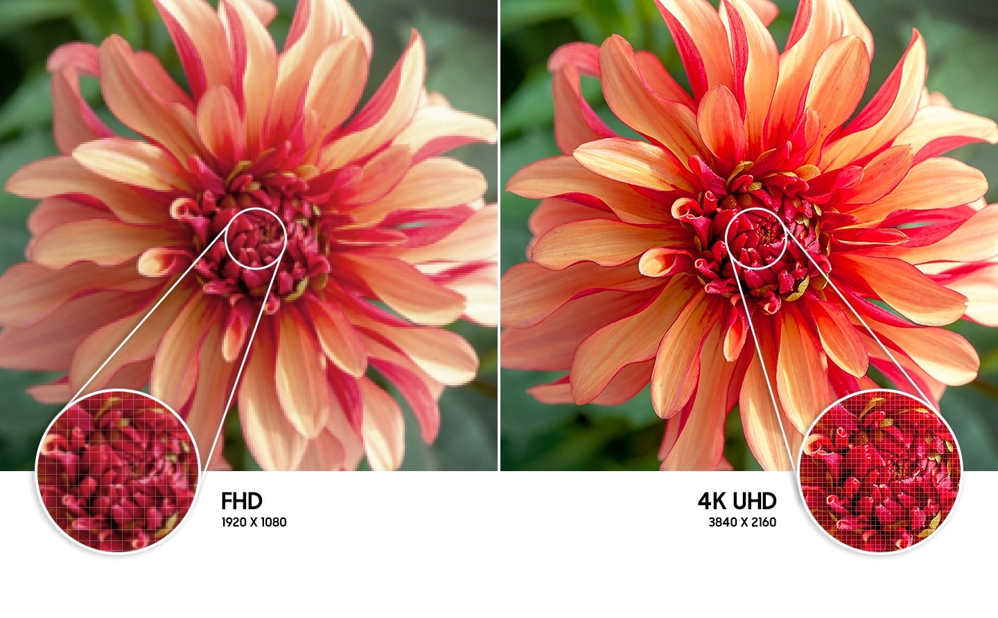 Hình ảnh bông hoa bên phải cho thấy độ phân giải hình ảnh chất lượng cao hơn được tạo ra bởi công nghệ 4K UHD so với bên trái.